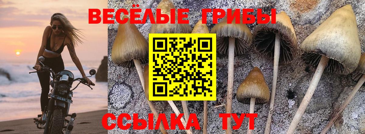 Галлюциногенные грибы Psilocybine cubensis  Вход с VPN  Псилоцибиновые грибы ЛСД  Новозыбков 